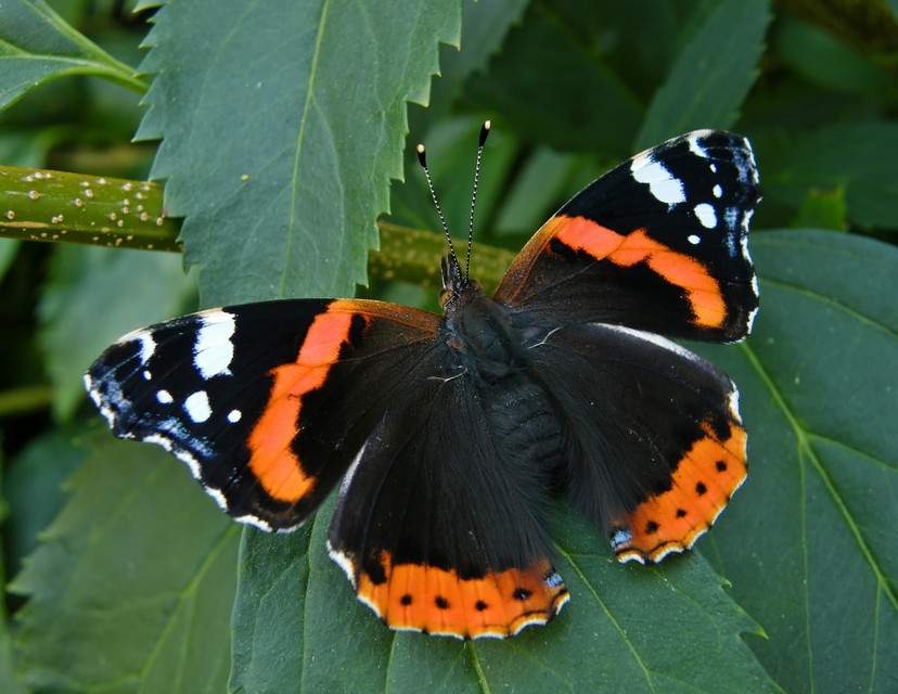 Vanessa atalanta - atalantalepke