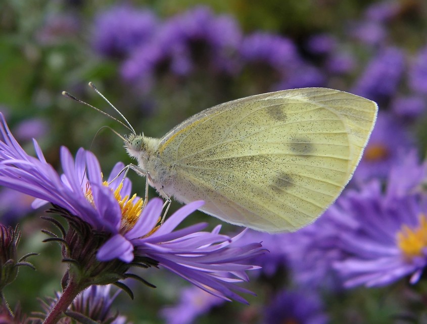 Pieris rapae - répalepke