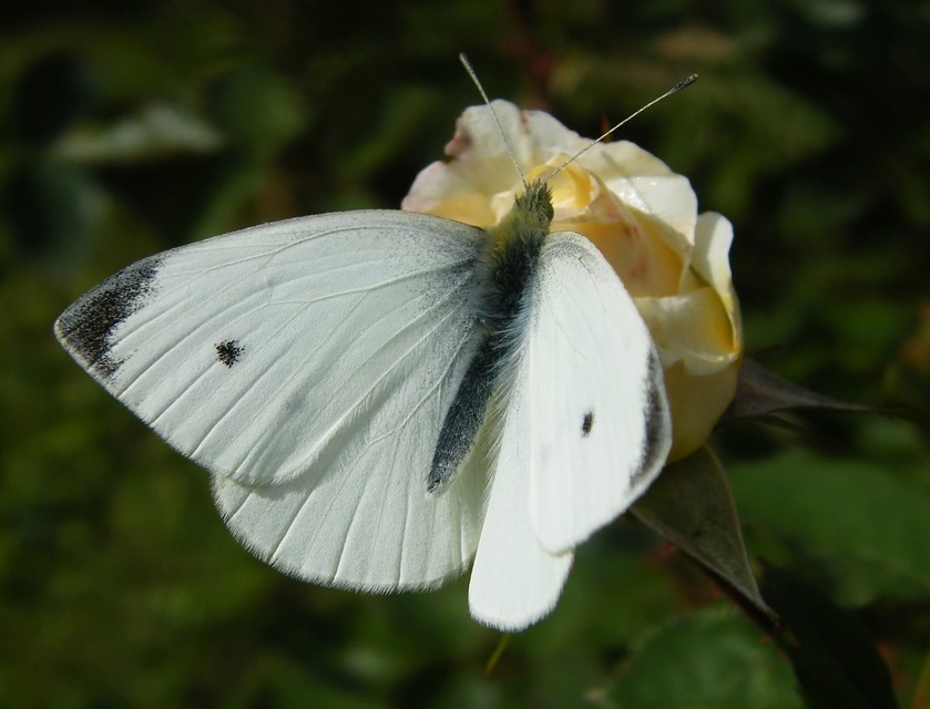 Pieris rapae - répalepke