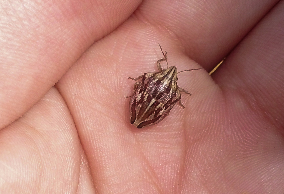Odontotarsus purpureolineatus - tarka pajzsospoloska Odontotarsus purpureolineatus - tarka pajzsospoloska