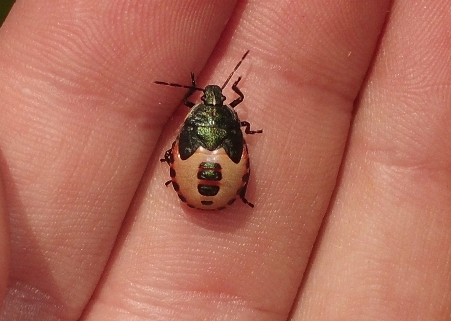 Zicrona caerulea - acélkék poloska Zicrona caerulea - acélkék poloska