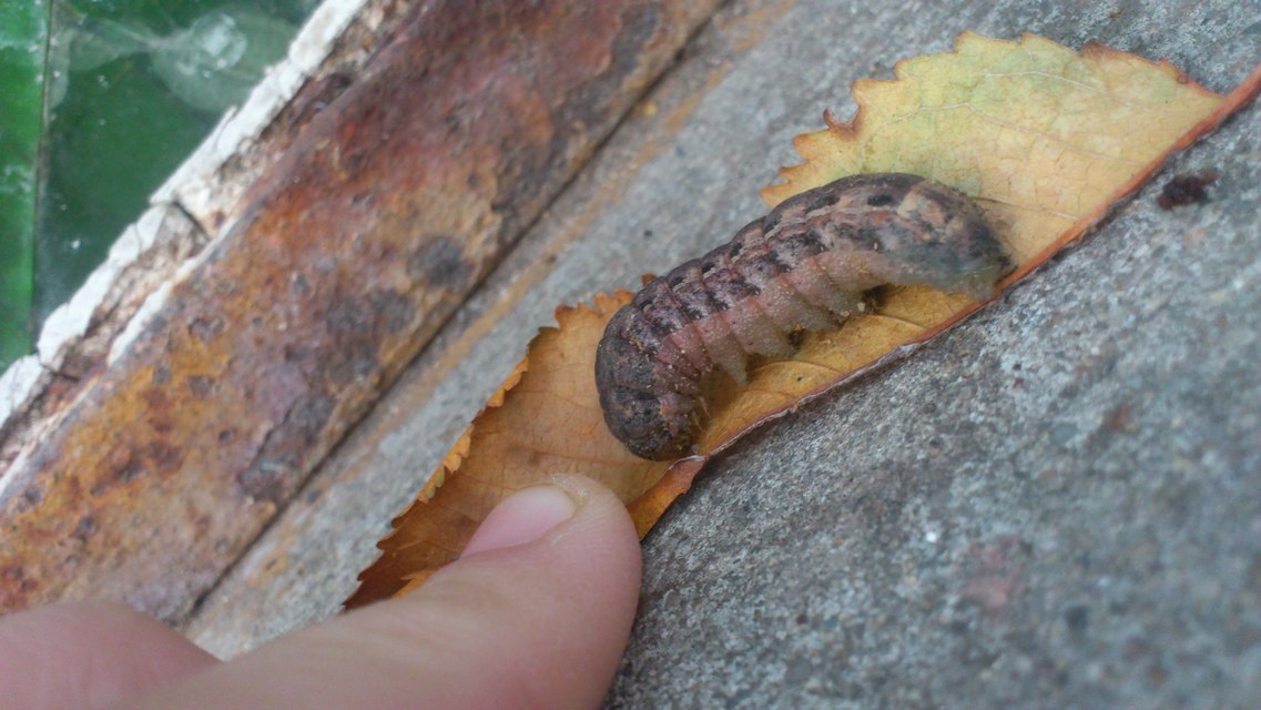Noctua pronuba - nagy sárgafűbagoly