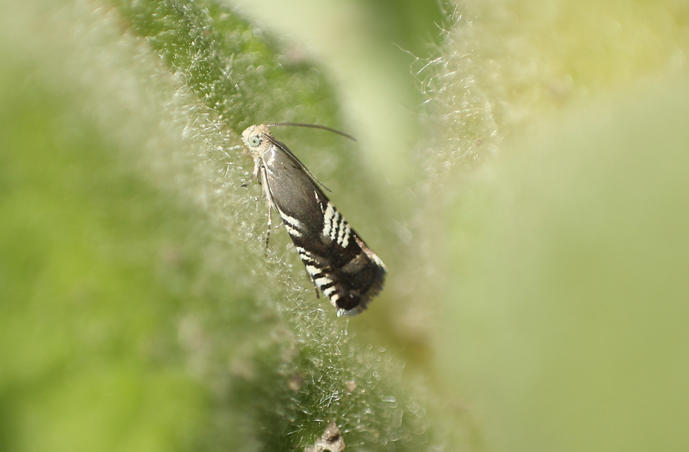 Grapholita compositella - lucernahüvelymoly