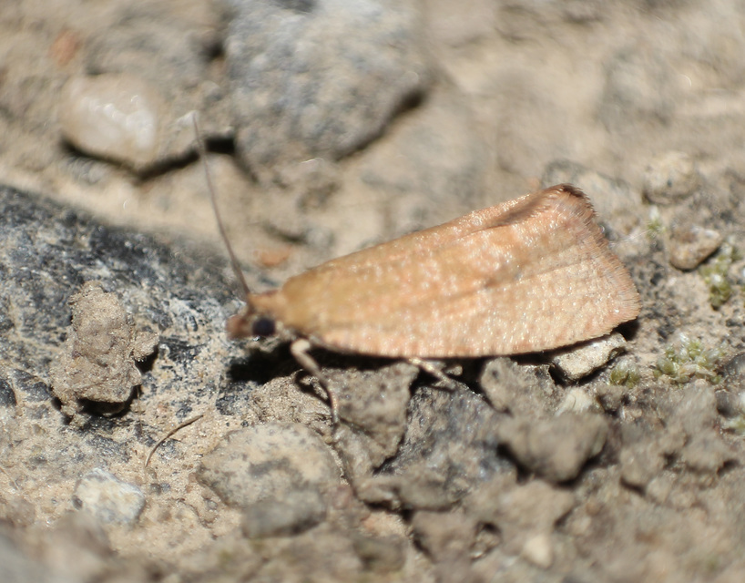 Celypha rufana - ürömfúró tükrösmoly