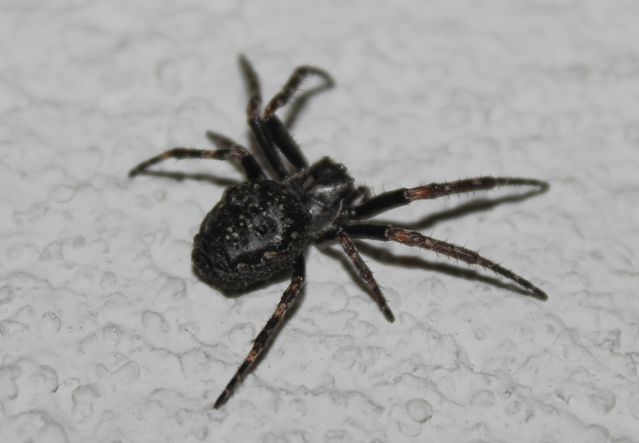 Nuctenea umbratica - közönséges rés-keresztespók