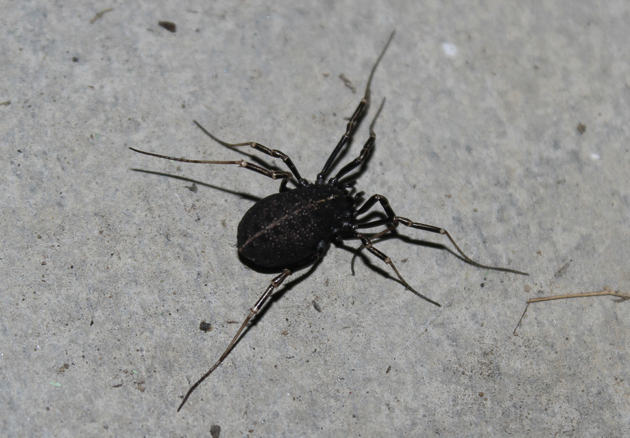Egaenus convexus