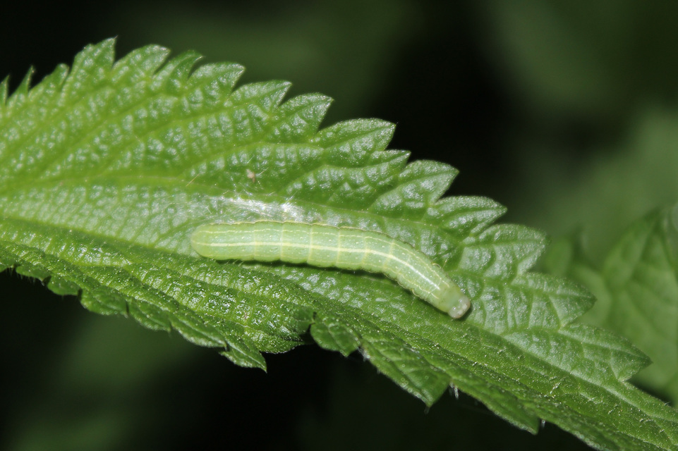 Orthosia gothica - feketefoltos barkabagoly