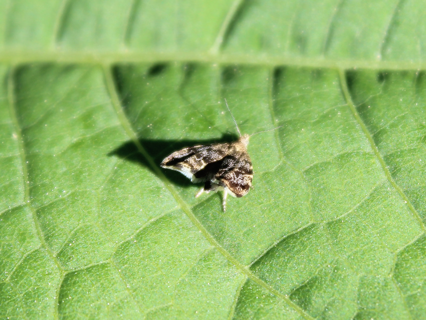 Anthophila fabriciana - lápréti levélmoly