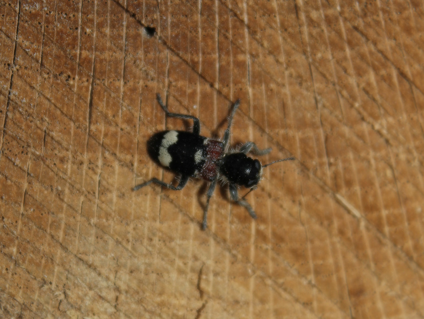 Clerus mutillarius - feketenyakú szúfarkas