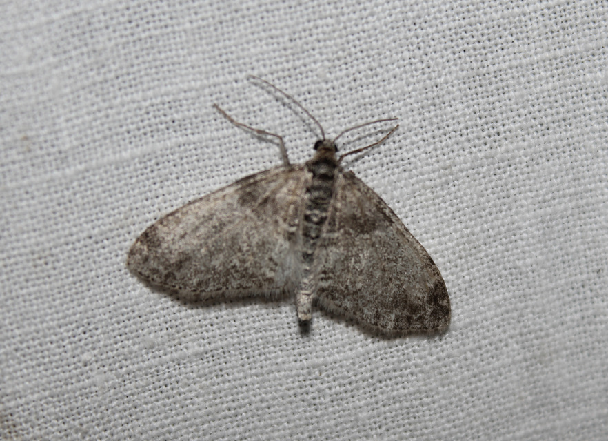 Lobophora halterata - szárnyfüggelékes araszoló