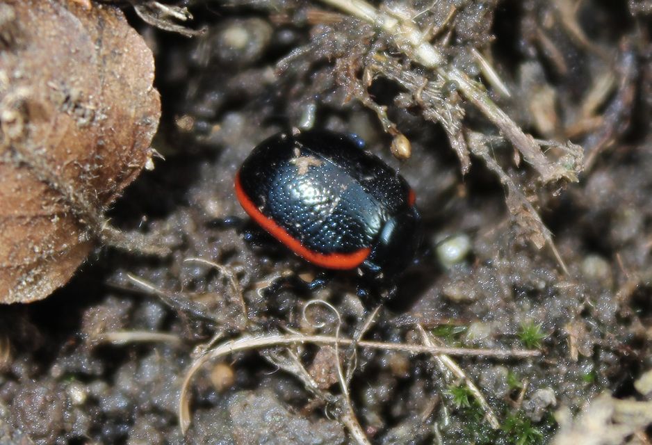Chrysolina