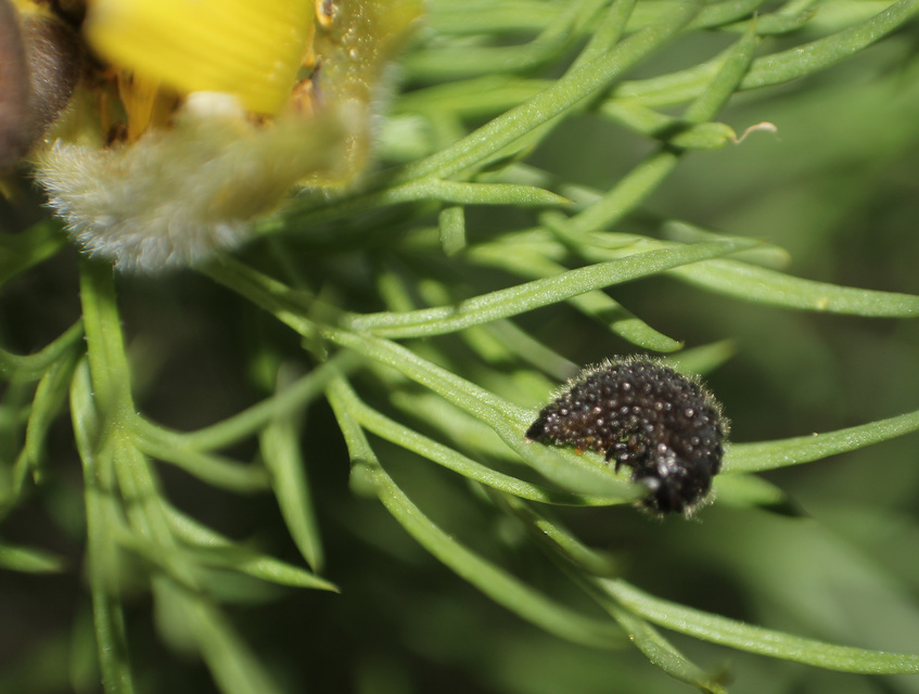 Entomoscelis dorsalis - hérics-honvédbogár