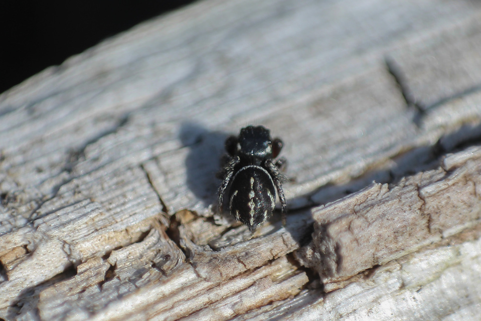 Pellenes nigrociliatus - csigás ugrópók