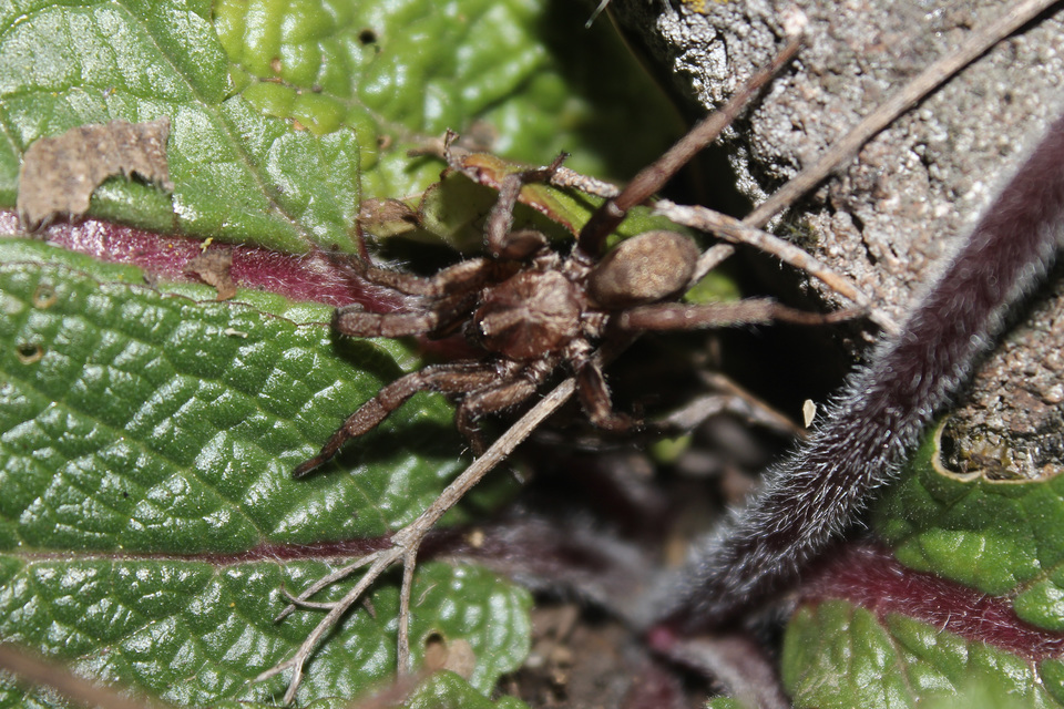 Nemesia budensis/pannonica