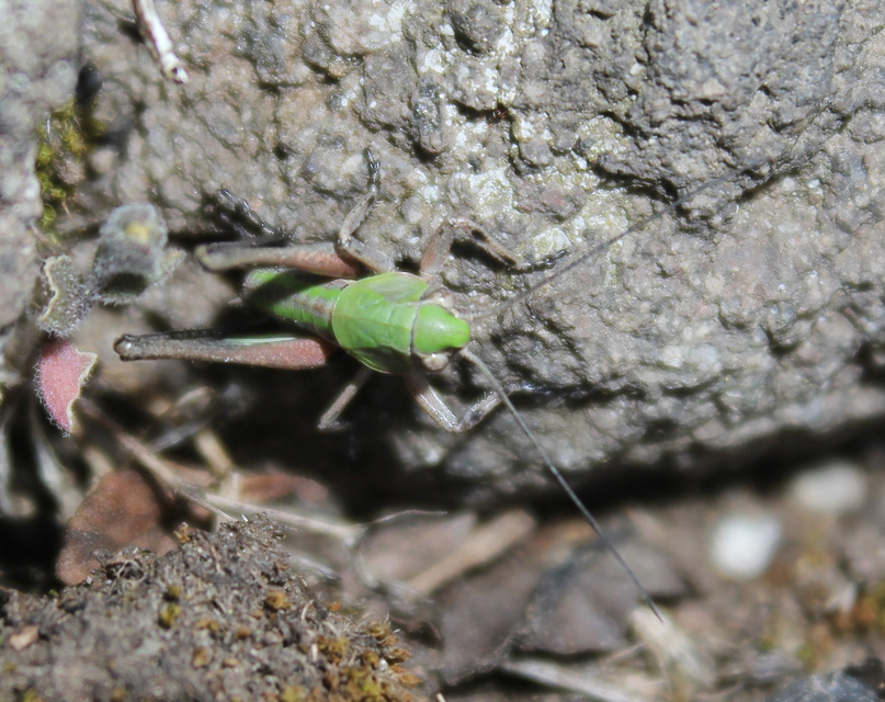 Decticus verrucivorus - szemölcsevő szöcske
