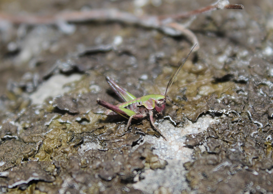 Decticus verrucivorus - szemölcsevő szöcske