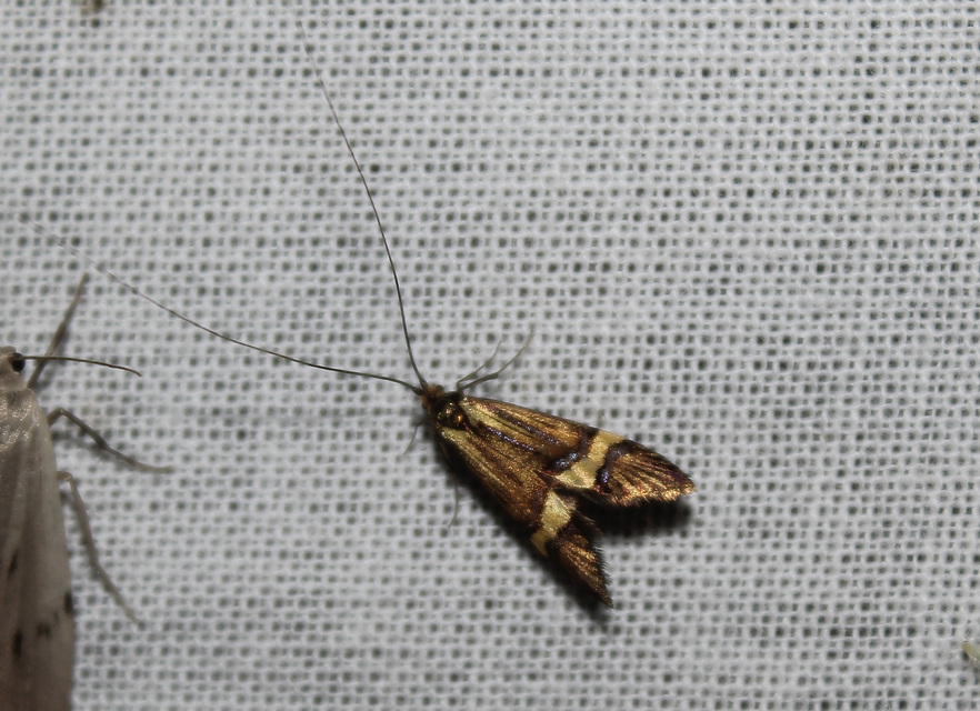 Nemophora degeerella - pompás tőrösmoly