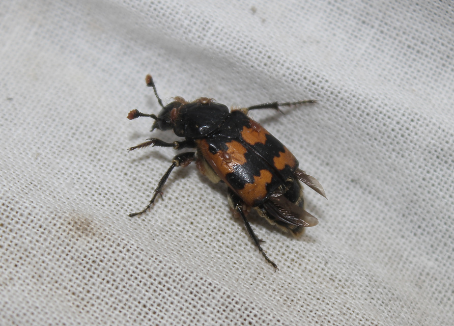 Nicrophorus vespillo - közönséges temetőbogár