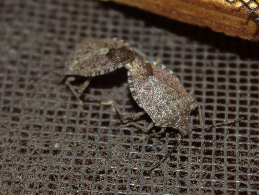 halyomorpha halys - Halyomorpha halys