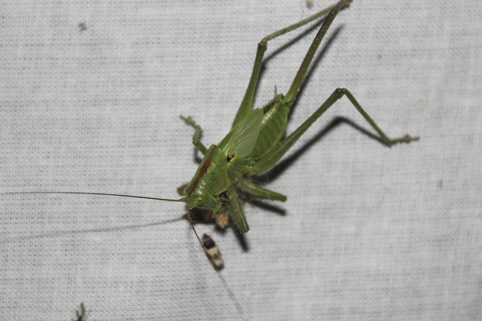 Tettigonia viridissima - zöld lombszöcske