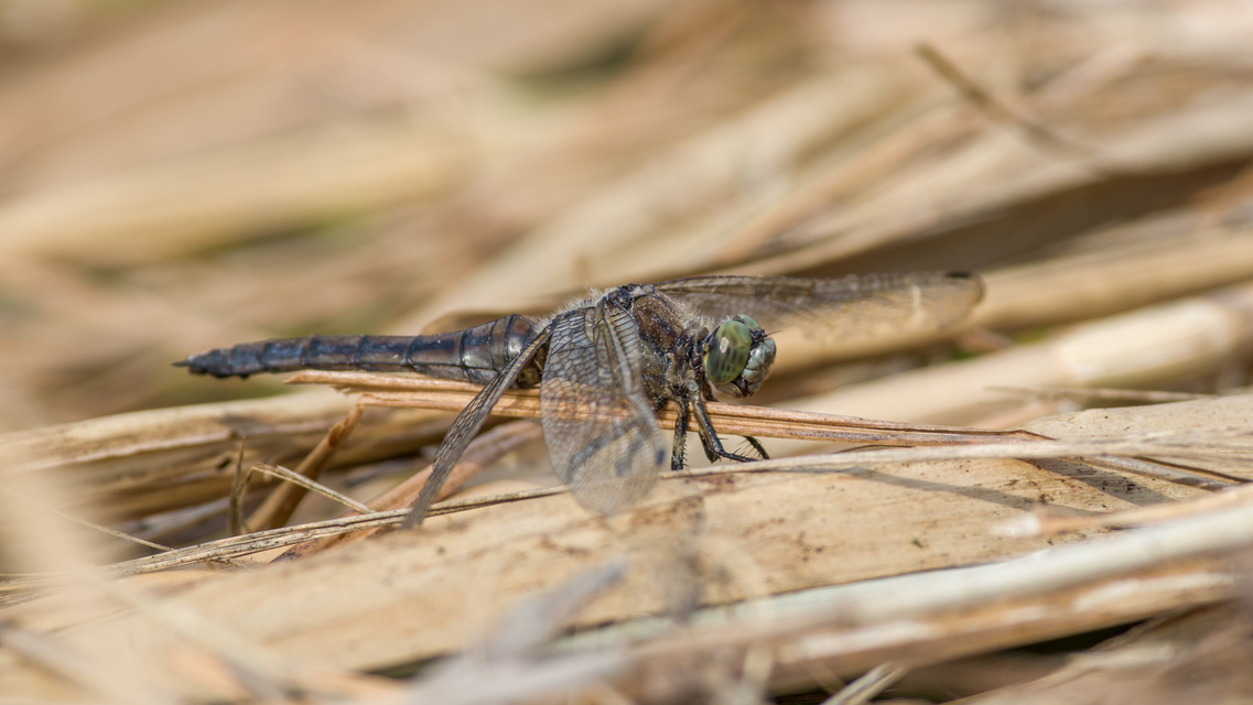 Orthetrum cancellatum - feketefarkú pásztorszitakötő