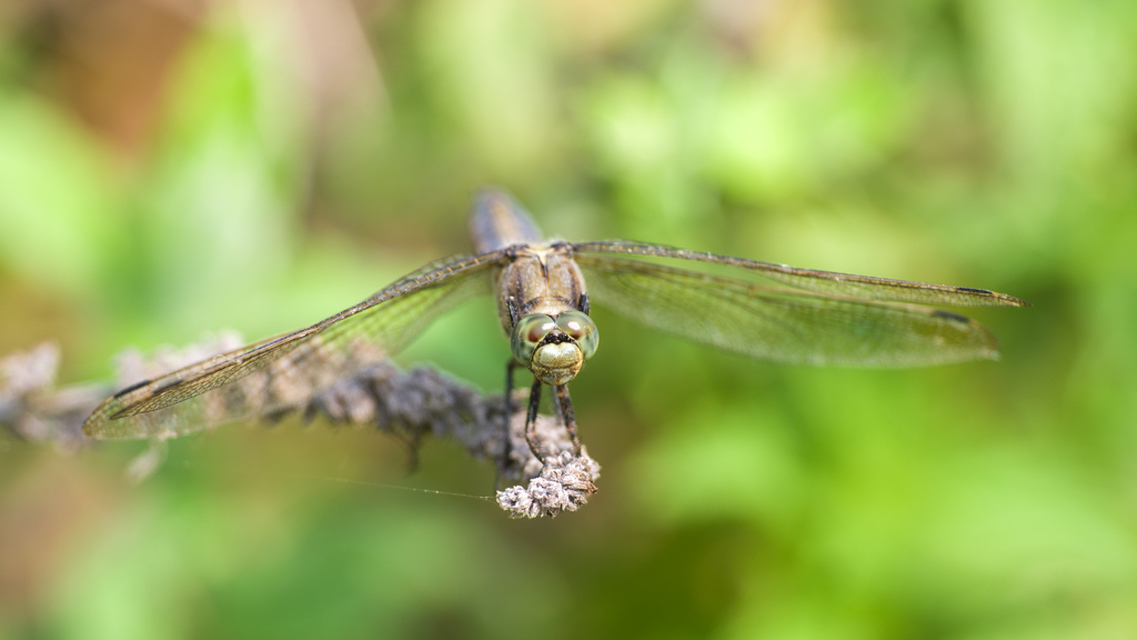 Orthetrum cancellatum - feketefarkú pásztorszitakötő