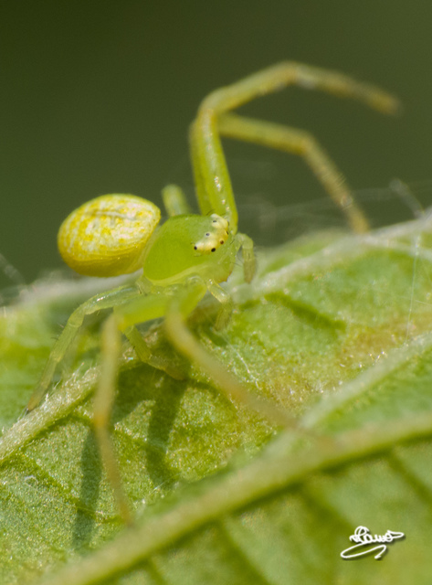 Ebrechtella tricuspidata - alakoskodó karolópók