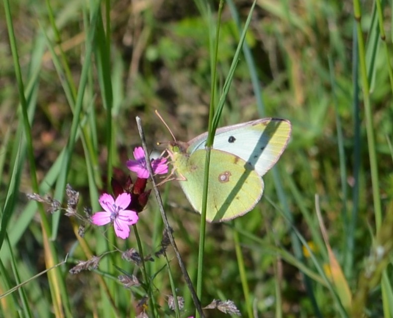 Colias hyale - kéneslepke