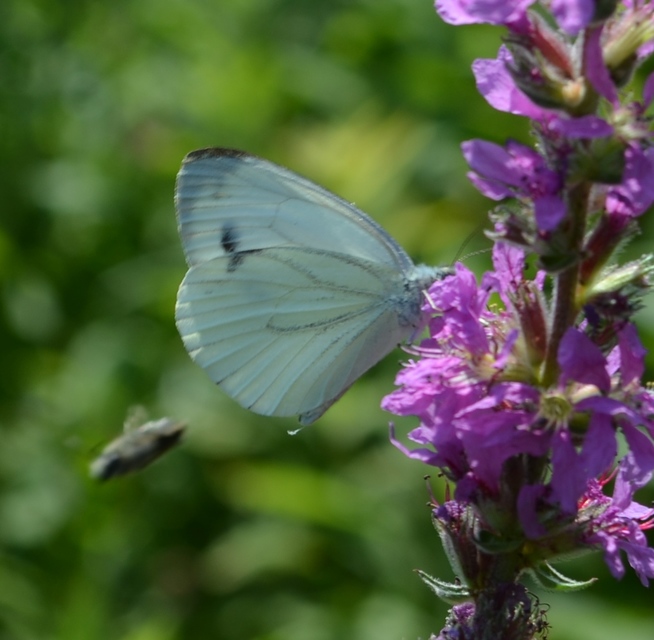 Pieris napi - repcelepke