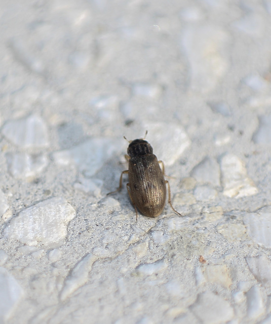 Helophorus Helophorus
