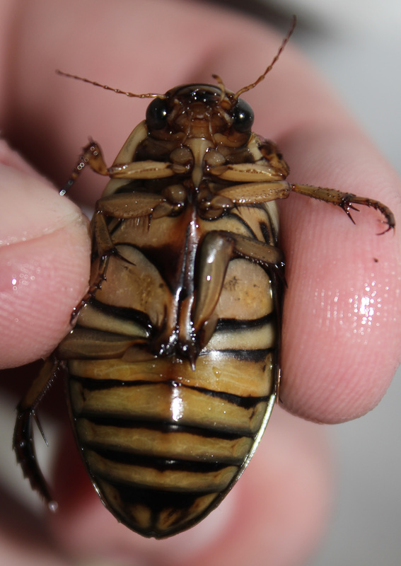 Dytiscus circumflexus - foltoshasú csíkbogár