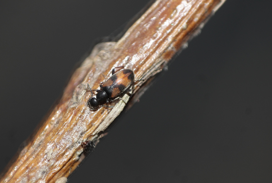 Anthicus antherinus - közönséges fürgebogár