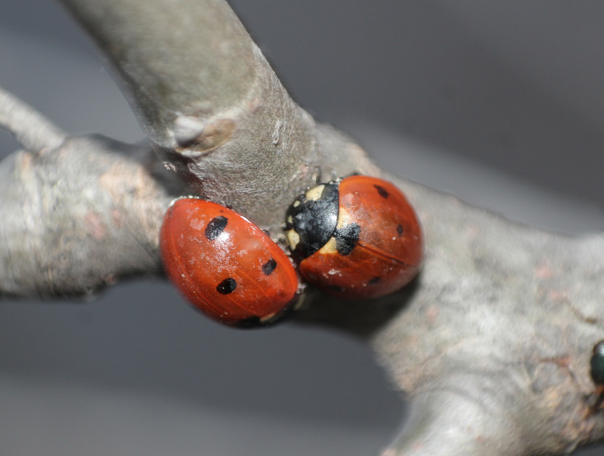 Coccinella septempunctata - hétpettyes katica