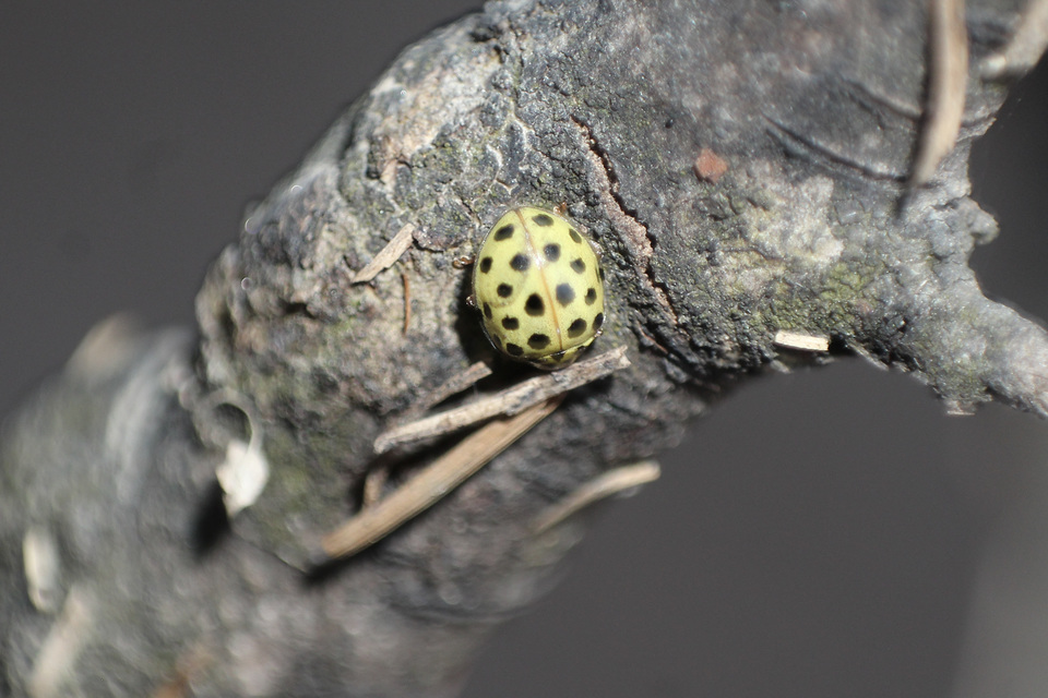 Psyllobora vigintiduopunctata - huszonkétpettyes katica