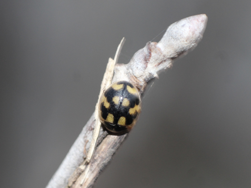 Propylea quatuordecimpunctata - tizennégypettyes füsskata