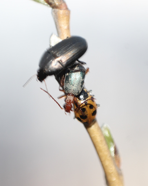 Hippodamia tredecimpunctata - mocsári katica