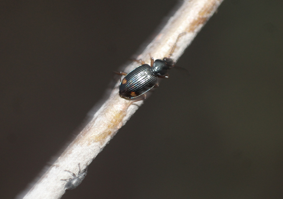 Bembidion inoptatum - kereknyakú gyorsfutó
