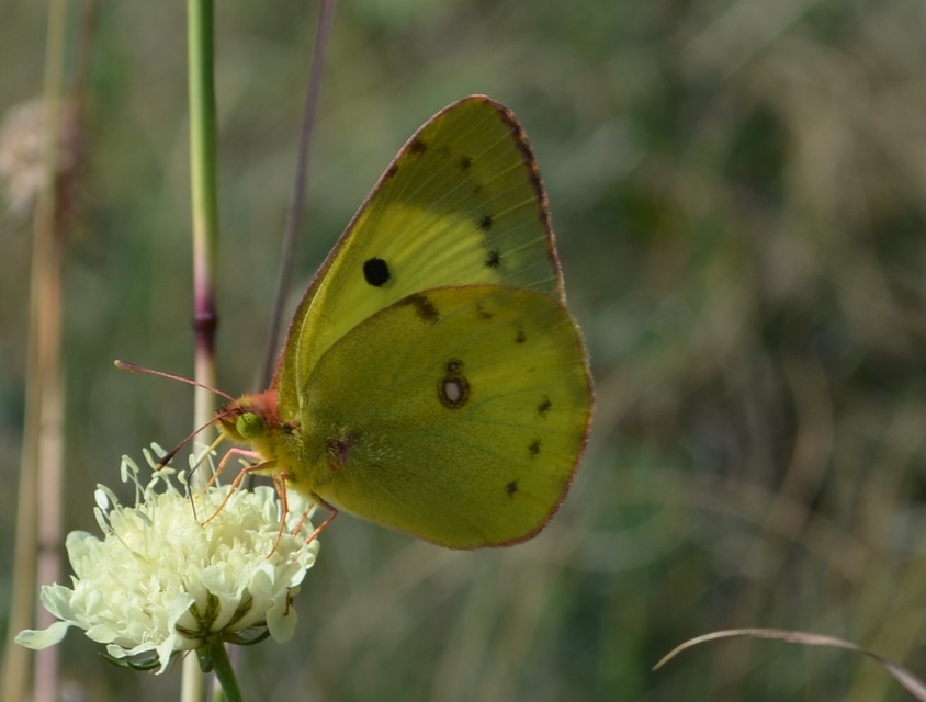 Colias erate - csángó-kéneslepke