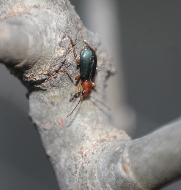 Brachinus explodens - kis pöfögőfutó