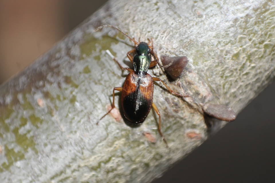 Anchomenus dorsalis - hátfoltos kisfutó