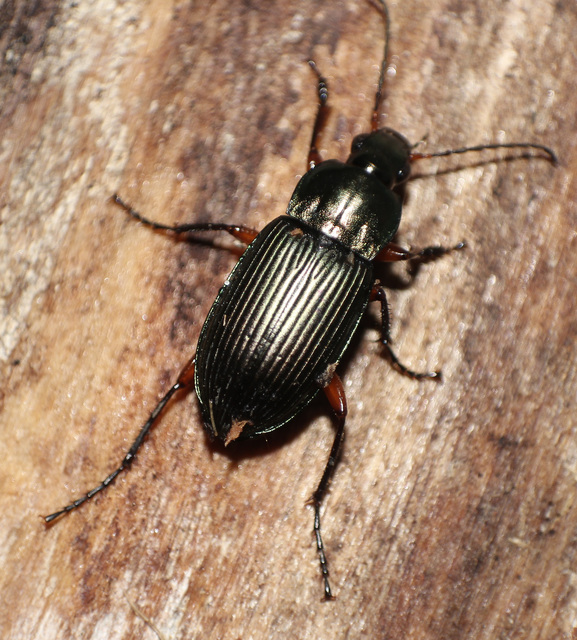 Poecilus cupreus - rezes gyászfutó