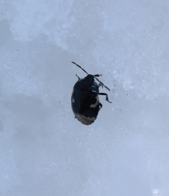 Tritomegas bicolor - foltos földipoloska