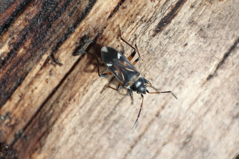 Raglius alboacuminatus - tarka díszesbodobács