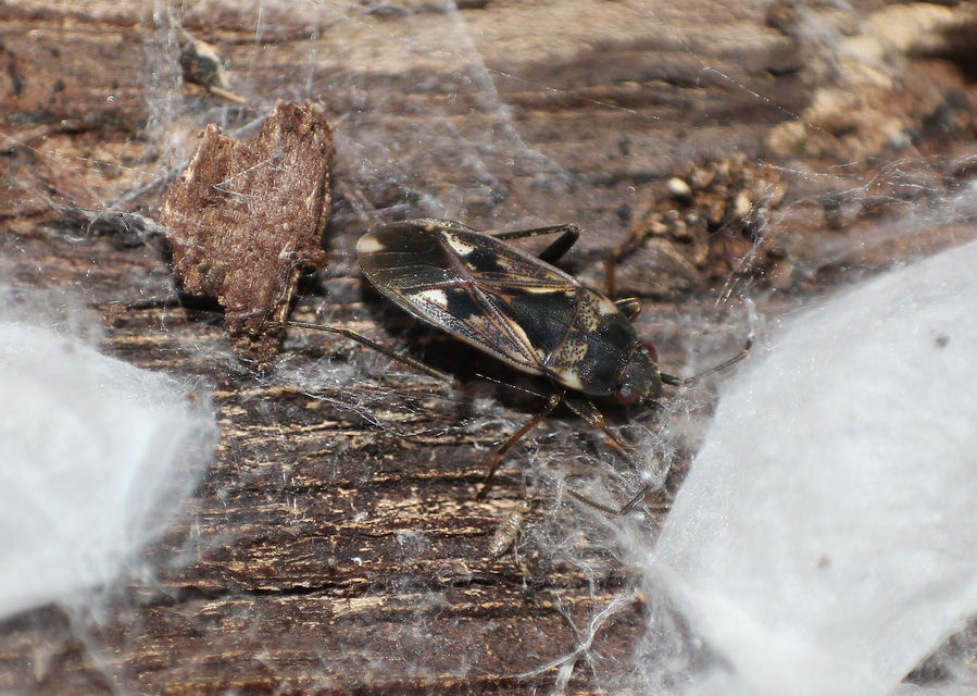 Rhyparochromus vulgaris - közönséges díszesbodobács