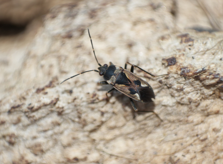 Rhyparochromus vulgaris - közönséges díszesbodobács