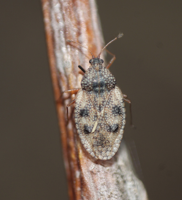 Dictyla convergens