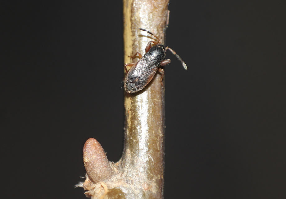 Megalonotus hirsutus