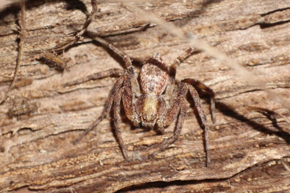 Philodromus