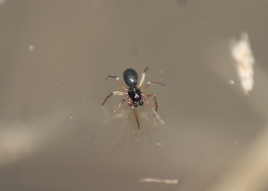 Linyphiidae - vitorláspókok