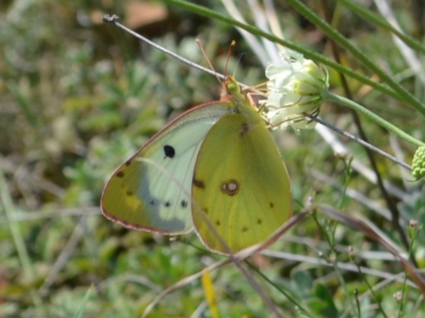 Colias alfacariensis - déli kéneslepke